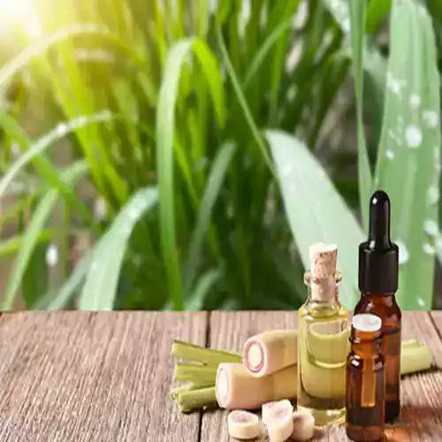 Repellenti naturali antizanzare  come piante e oli essenziali